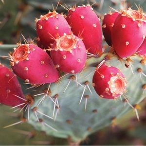 Prickly Pear Jelly 8 oz.